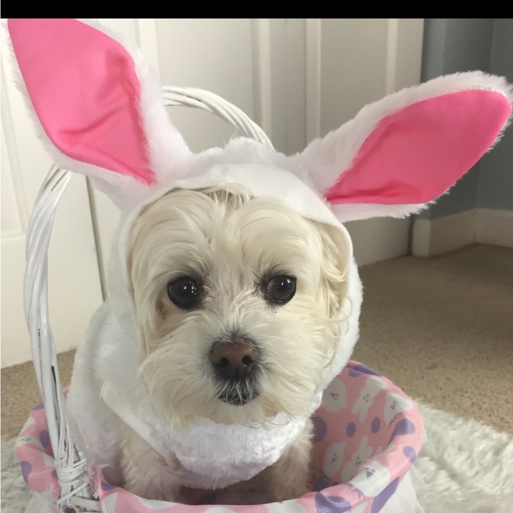 SOFT BUNNY PUPPY COSTUME